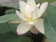 -泽田本家·铜锣烧(美罗城店)