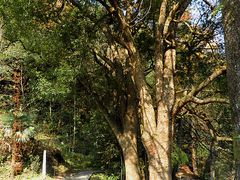 -祁门牯牛降观音堂风景区