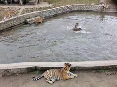 -横道河子东北虎林园