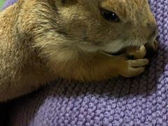 -藦茜花园宠物主题亲子互动体验馆(国顺东路店)