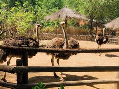 -北京野生动物园