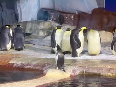 -海合安武汉极地海洋公园