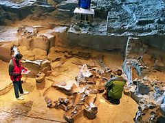 -自贡恐龙博物馆