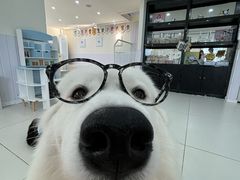-汪说·狗咖·拼豆·宠物周边DIY(旺城大厦店)