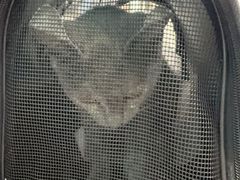 -安安宠医·臻爱宠物医院·宠保定点(营门口路分院)