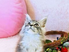 -十年猫舍·猫咪专门店(普陀店)