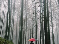 -山王坪喀斯特国家生态公园