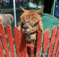 -萌宠亲子动物乐园(槐房万达店)