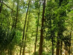 -深圳仙湖植物园