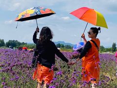 -北京东方普罗旺斯薰衣草庄园