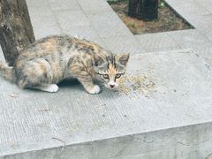 -四门塔风景区