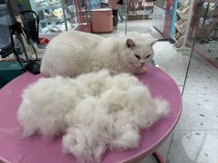 -FAELING PETS美天灵宠物(合生汇店)