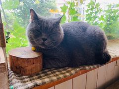 -海边的猫和咖啡馆