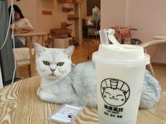 -猫咪派对(江南西店)