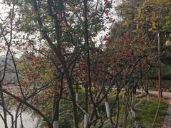 -重庆彩云湖湿地公园