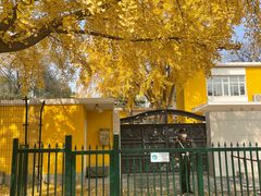 -三里屯东五街银杏大道