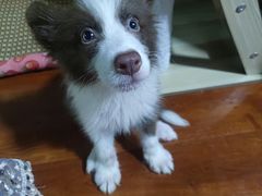 -伟伟宠物医院·CT影像中心·瑞派犬猫综合性门诊(汉口总院)