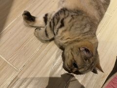 -momokira米努特·德文卷毛猫·棉花面纱犬