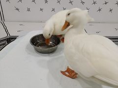 -白夜2D咖啡馆