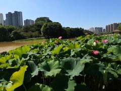 -金山公园