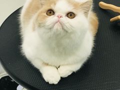 -momokira米努特·德文卷毛猫·棉花面纱犬