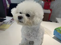 -北京派仕佳德动物医院·超导核磁·CT·神经科·骨科·内外科·急重症管理中心