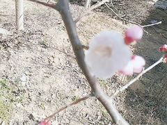 -富平县金粟山森林公园