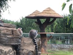 -秦皇岛野生动物园