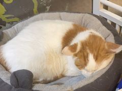 -平行世界·猫咖(首经贸店)