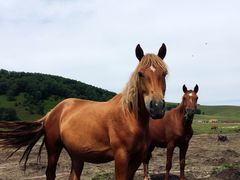 -塞罕坝国家级自然保护区