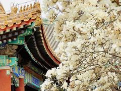 -北京市劳动人民文化宫(太庙)