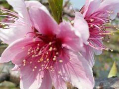 android_upload_pic-南汇桃花村