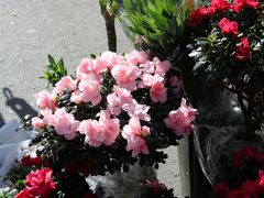 -哈尔滨道外花鸟鱼市场