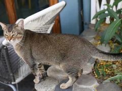 -喵屿·大理花园猫咖