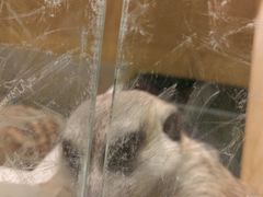 -平行世界·猫咖(首经贸店)