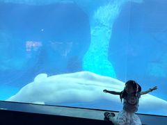 -海合安武汉极地海洋公园