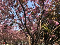 -高东镇樱花园