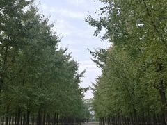 -汉景帝阳陵博物院