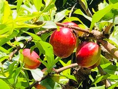 -渭南桃花源民俗文化园