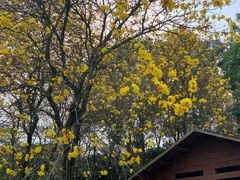 -天适樱花悠乐园