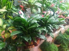 -大自然花鸟鱼虫市场