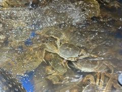 -亚马逊海鲜自助(梅溪湖步步高店)