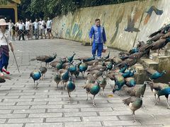-西双版纳原始森林公园