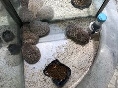-momokira米努特·德文卷毛猫·棉花面纱犬