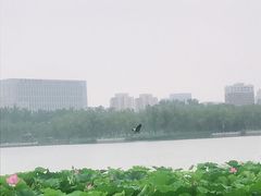 -莲花池公园