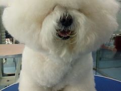 -瑞派宠物医院·24小时骨科·心脏·核磁(哈尔滨南岗店)