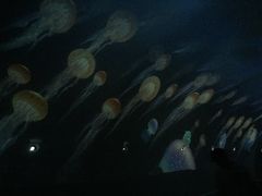 -贝壳梦幻世界