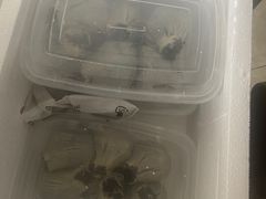 -谭景其·谭氏麻油菜包(集庆路店)