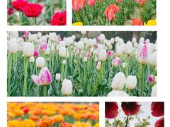 -北京国际鲜花港