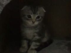 -纳吉亚猫专科动物医院·北北分院